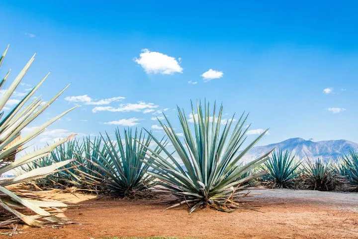 メキシコの自然のイメージ